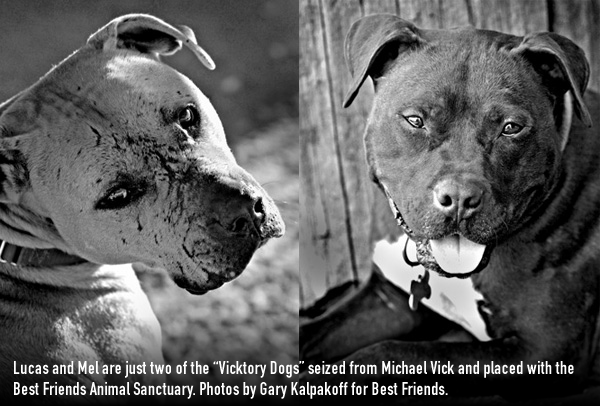 Michael Vick's Victims